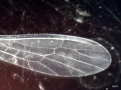 Alloperla fraterna