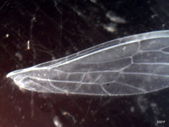 Alloperla fraterna
