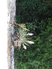 Tillandsia stricta