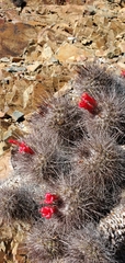 Cochemiea maritima, photograph (c) Asher Budnik, some rights reserved (CC BY)