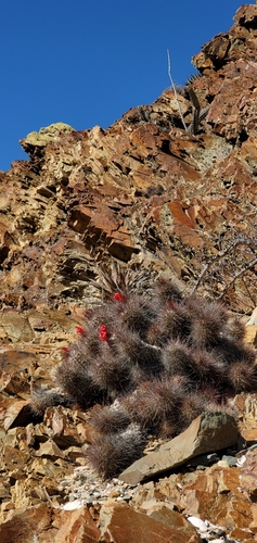 Cochemiea maritima, photograph 5