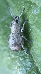 Platyomus zebra