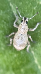 Platyomus zebra