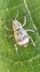 Platyomus zebra
