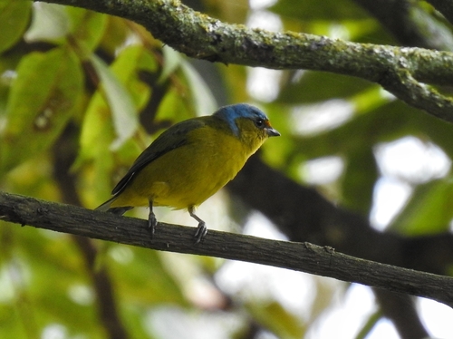 Golden-rumped Euphonia (Chlorophonia cyanocephala), photo 7