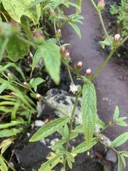 Lepidaploa arborescens