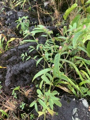 Lepidaploa arborescens