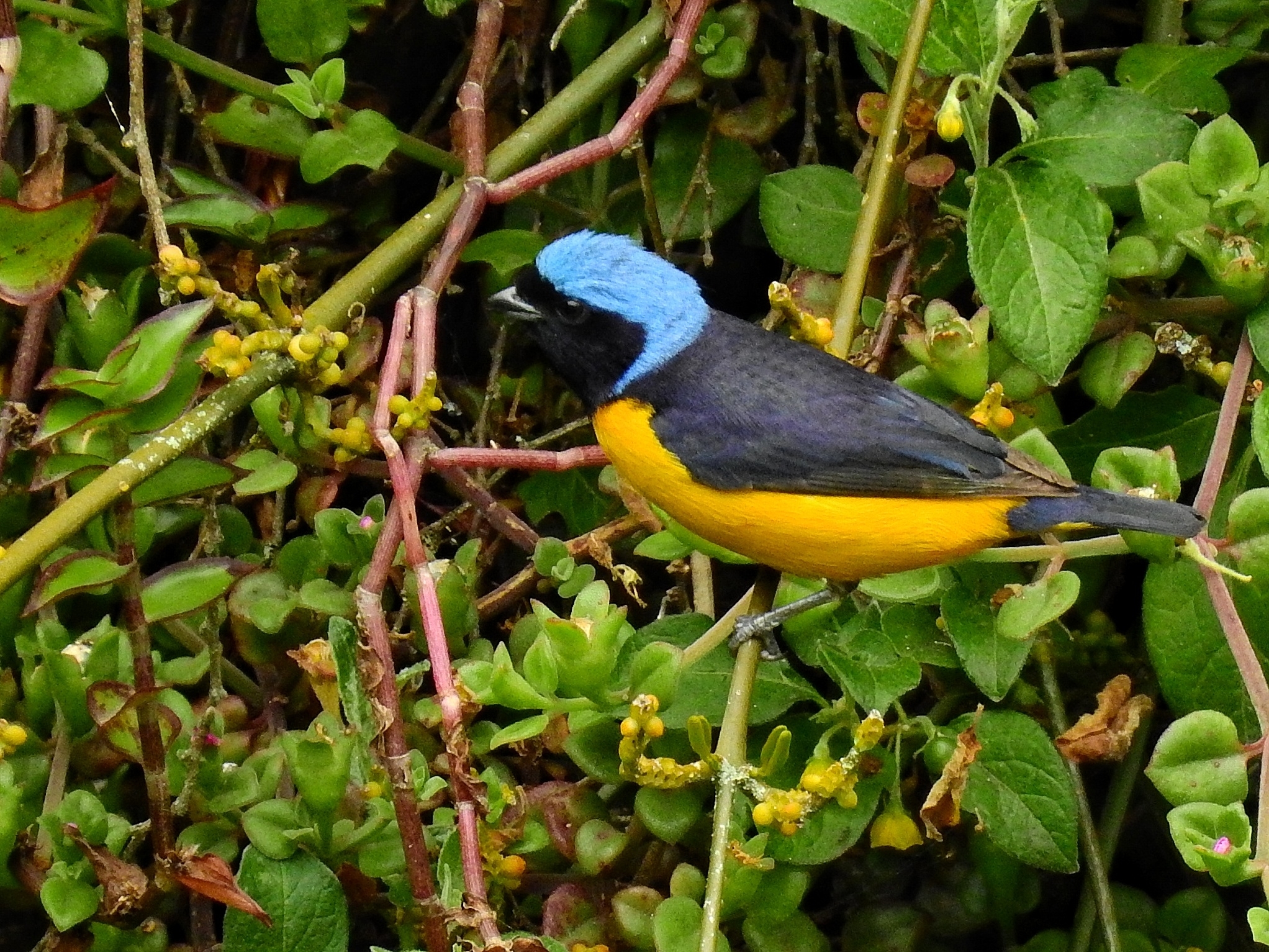 Golden-rumped Euphonia illustration