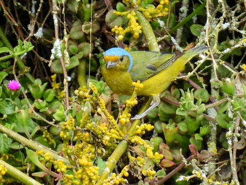 Golden-rumped Euphonia (Chlorophonia cyanocephala), photo 10