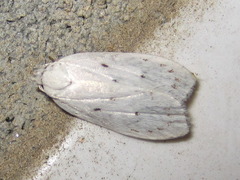 Scythropiodes approximans