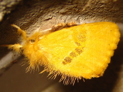 Artaxa subflava