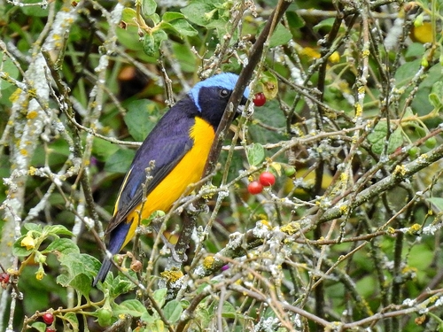 Golden-rumped Euphonia (Chlorophonia cyanocephala), photo 6