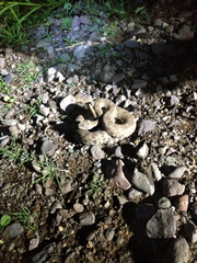 Crotalus mitchellii