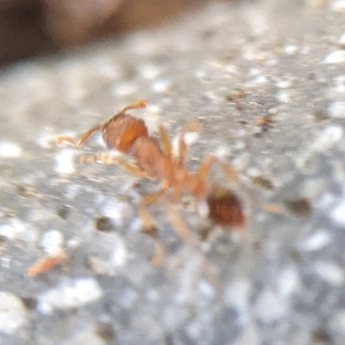 Bicolored Pennant Ant photo 5