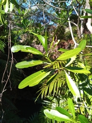 Voacanga thouarsii