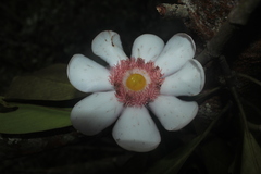 Clusia palmicida