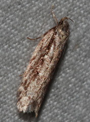 Agriophara leptosemela