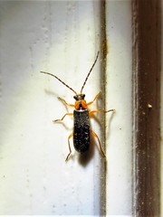 Rhagonycha lineola