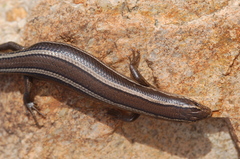 Plestiodon skiltonianus interparietalis