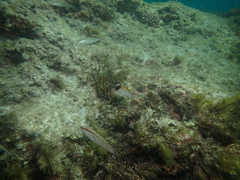 Chromis klunzingeri