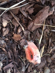 Clathrus columnatus