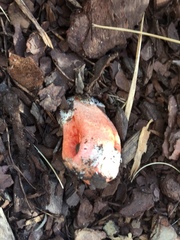 Clathrus columnatus