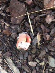 Clathrus columnatus