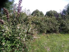 Rubus grabowskii