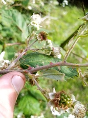 Rubus grabowskii