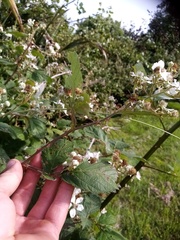 Rubus grabowskii