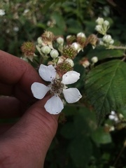 Rubus grabowskii