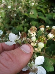 Rubus grabowskii