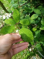 Rubus grabowskii