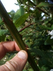 Rubus grabowskii