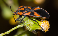 Spilostethus pacificus
