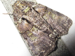 Blenina senex