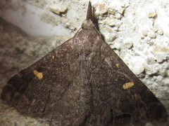 Gynaephila maculifera