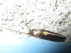 Wegneria cerodelta