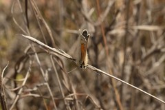 Pseudolucia chilensis