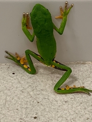 Phyllomedusa burmeisteri