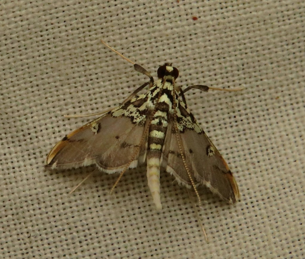 Agrotera albalis