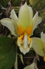 Stanhopea pseudoradiosa