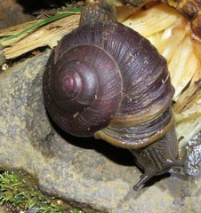 Rhysotina hepatizon