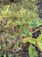 Miconia sericea