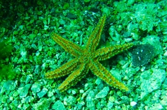 Uniophora granifera