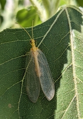 Myiodactylinae
