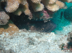 Gymnothorax flavimarginatus