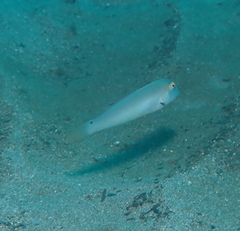 Cymolutes lecluse