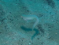 Cymolutes lecluse