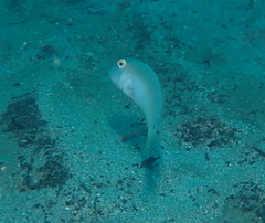Cymolutes lecluse